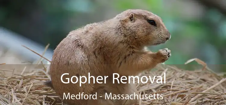 Gopher Removal Medford - Massachusetts