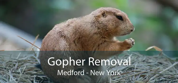 Gopher Removal Medford - New York