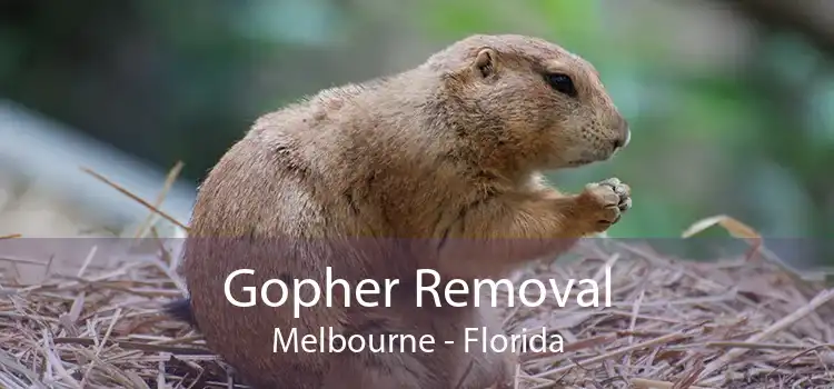 Gopher Removal Melbourne - Florida