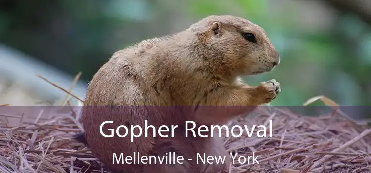 Gopher Removal Mellenville - New York