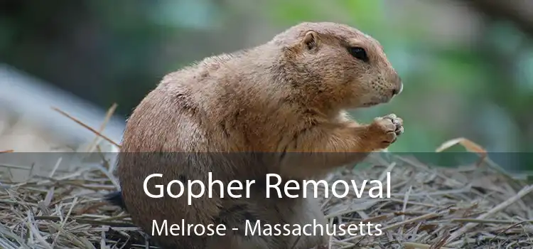 Gopher Removal Melrose - Massachusetts