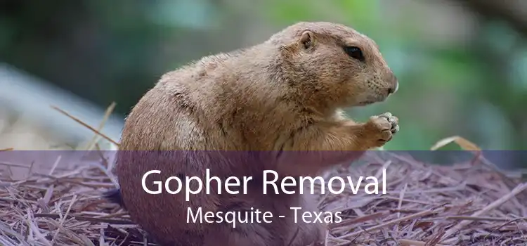 Gopher Removal Mesquite - Texas
