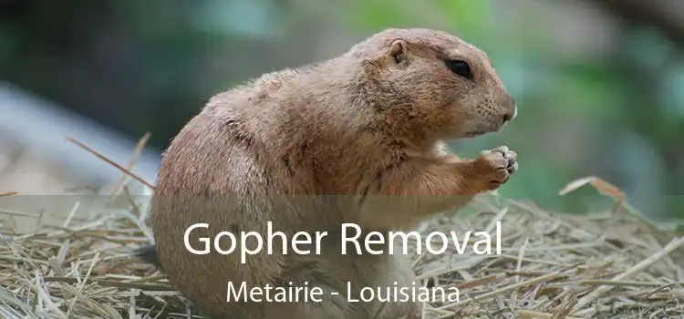 Gopher Removal Metairie - Louisiana