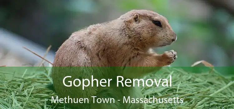 Gopher Removal Methuen Town - Massachusetts