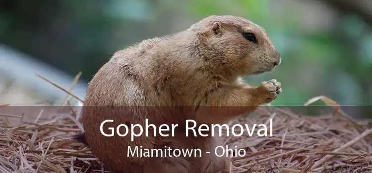 Gopher Removal Miamitown - Ohio