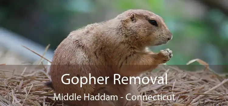 Gopher Removal Middle Haddam - Connecticut