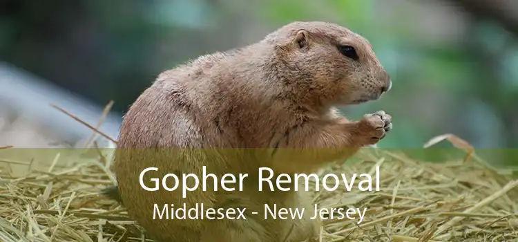 Gopher Removal Middlesex - New Jersey