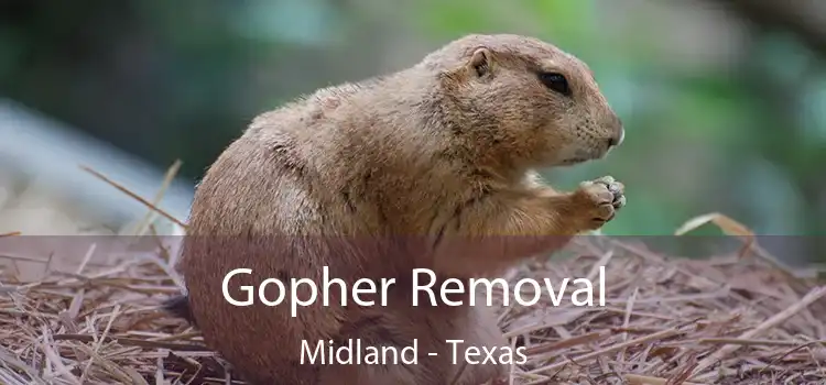 Gopher Removal Midland - Texas