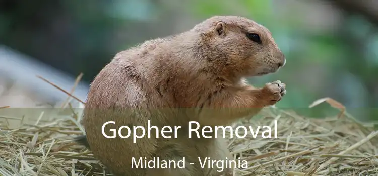 Gopher Removal Midland - Virginia