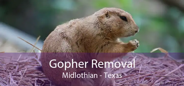 Gopher Removal Midlothian - Texas