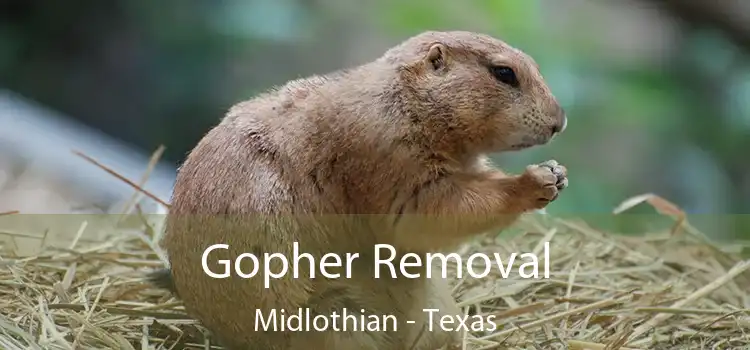 Gopher Removal Midlothian - Texas