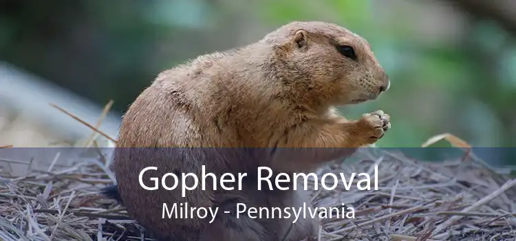 Gopher Removal Milroy - Pennsylvania