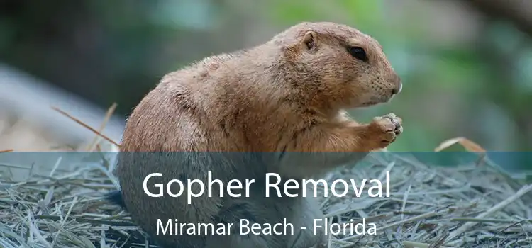 Gopher Removal Miramar Beach - Florida