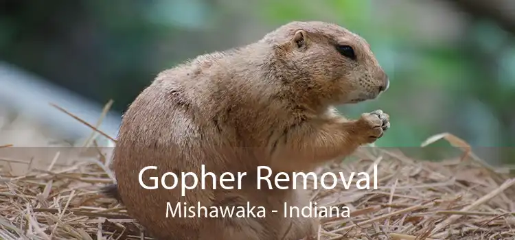 Gopher Removal Mishawaka - Indiana