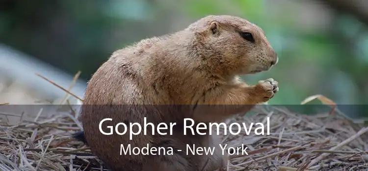 Gopher Removal Modena - New York