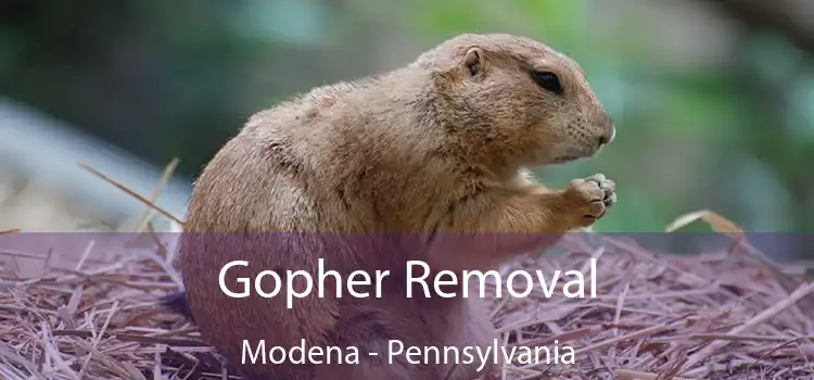 Gopher Removal Modena - Pennsylvania