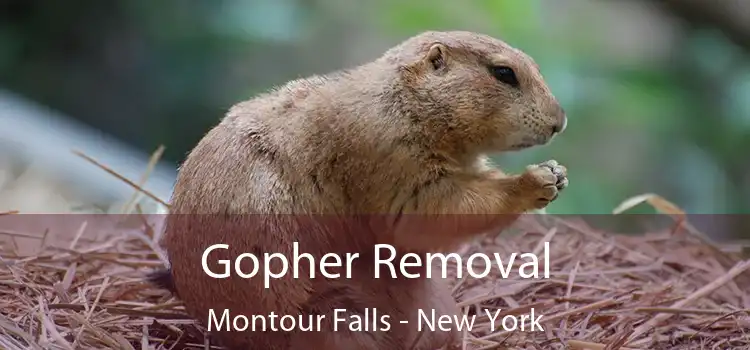 Gopher Removal Montour Falls - New York