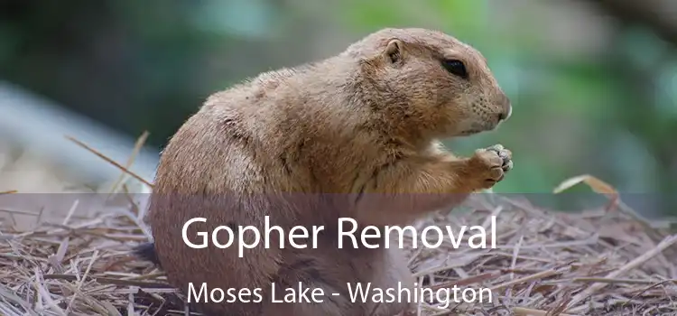 Gopher Removal Moses Lake - Washington