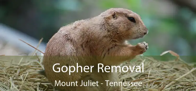 Gopher Removal Mount Juliet - Tennessee