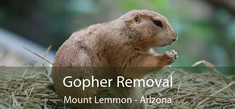 Gopher Removal Mount Lemmon - Arizona