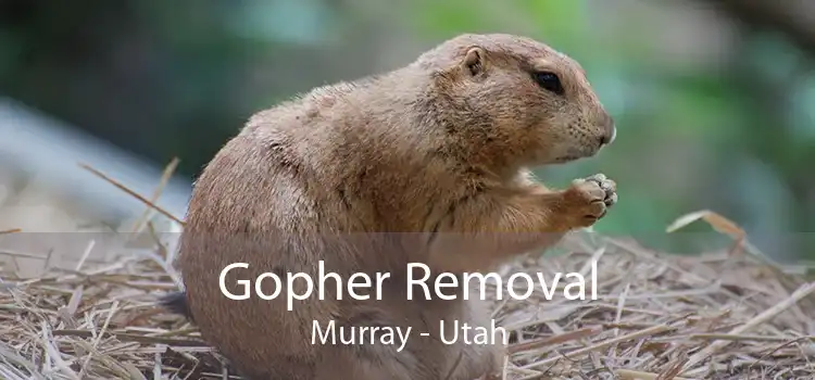 Gopher Removal Murray - Utah