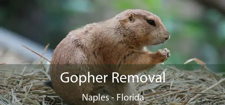 Gopher Removal Naples - Florida