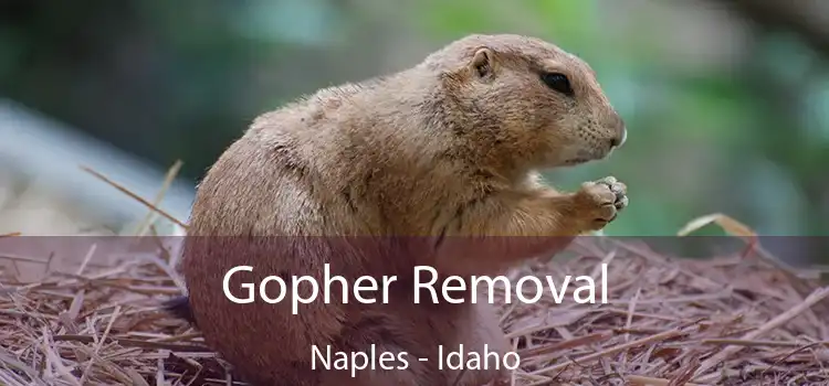 Gopher Removal Naples - Idaho