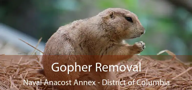 Gopher Removal Naval Anacost Annex - District of Columbia