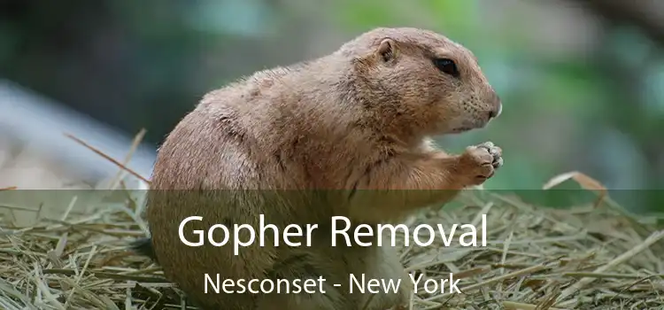 Gopher Removal Nesconset - New York