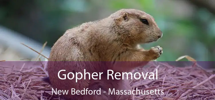 Gopher Removal New Bedford - Massachusetts