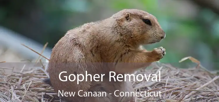 Gopher Removal New Canaan - Connecticut