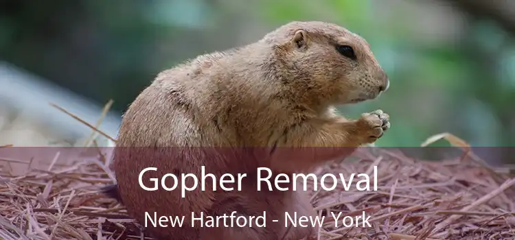 Gopher Removal New Hartford - New York