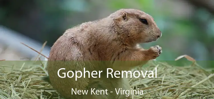 Gopher Removal New Kent - Virginia
