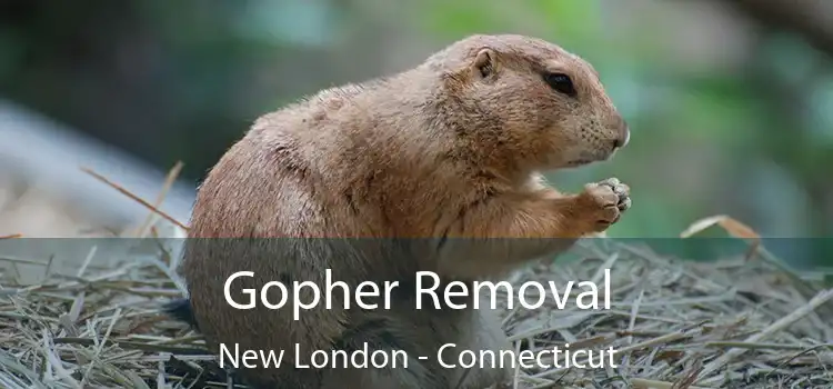 Gopher Removal New London - Connecticut