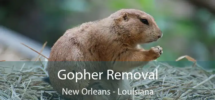 Gopher Removal New Orleans - Louisiana