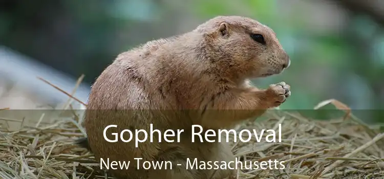 Gopher Removal New Town - Massachusetts