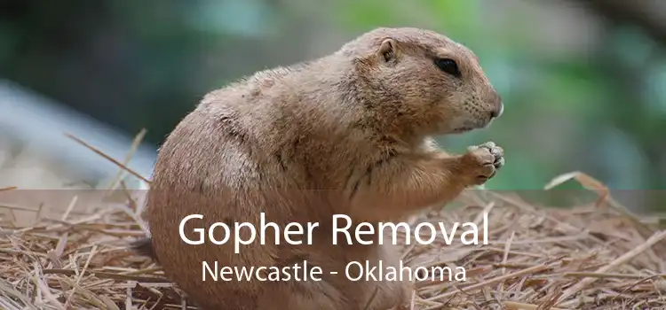 Gopher Removal Newcastle - Oklahoma