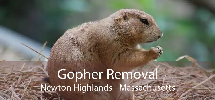 Gopher Removal Newton Highlands - Massachusetts