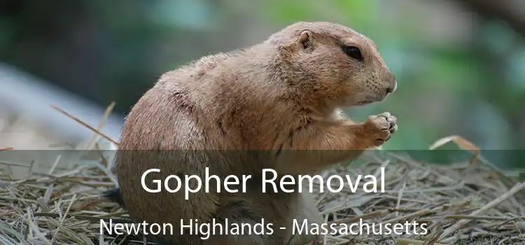 Gopher Removal Newton Highlands - Massachusetts