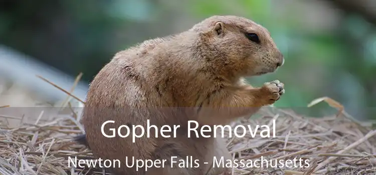 Gopher Removal Newton Upper Falls - Massachusetts