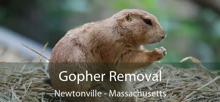 Gopher Removal Newtonville - Massachusetts