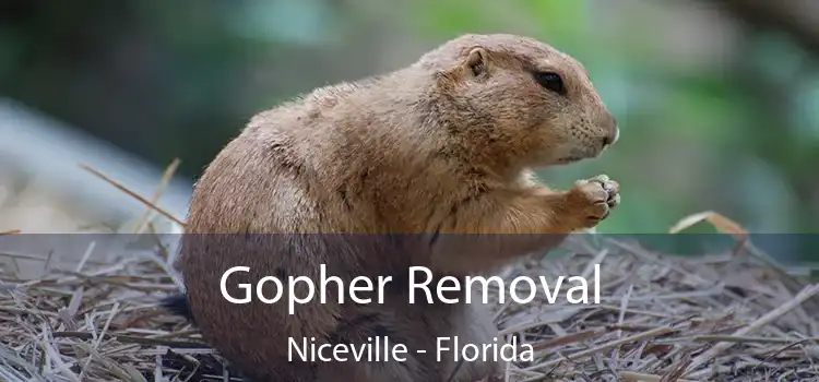 Gopher Removal Niceville - Florida