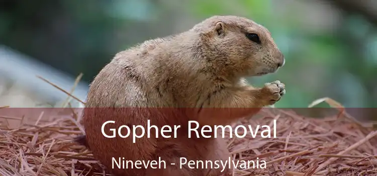 Gopher Removal Nineveh - Pennsylvania