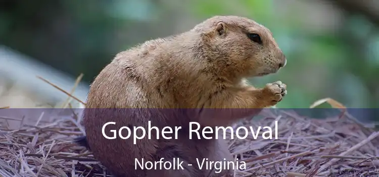 Gopher Removal Norfolk - Virginia