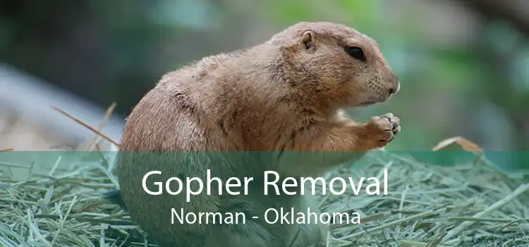 Gopher Removal Norman - Oklahoma