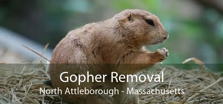 Gopher Removal North Attleborough - Massachusetts