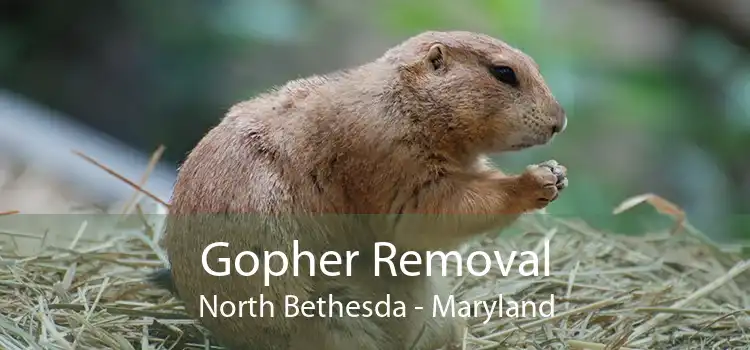Gopher Removal North Bethesda - Maryland