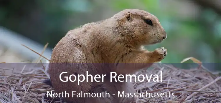 Gopher Removal North Falmouth - Massachusetts