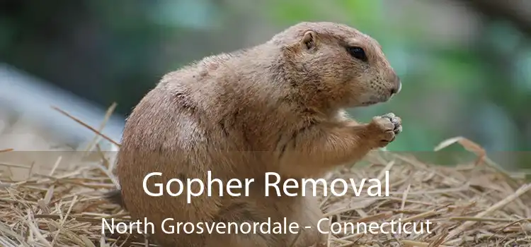 Gopher Removal North Grosvenordale - Connecticut