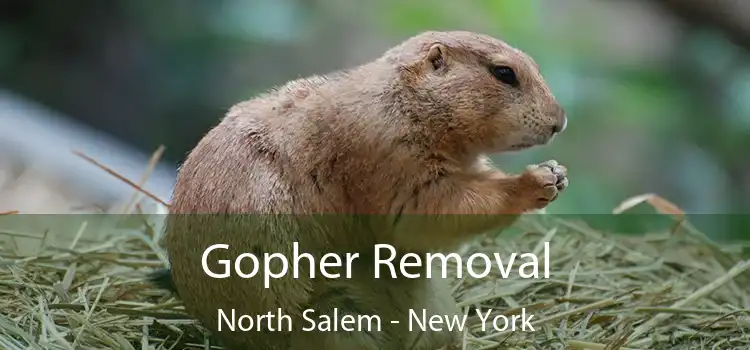 Gopher Removal North Salem - New York